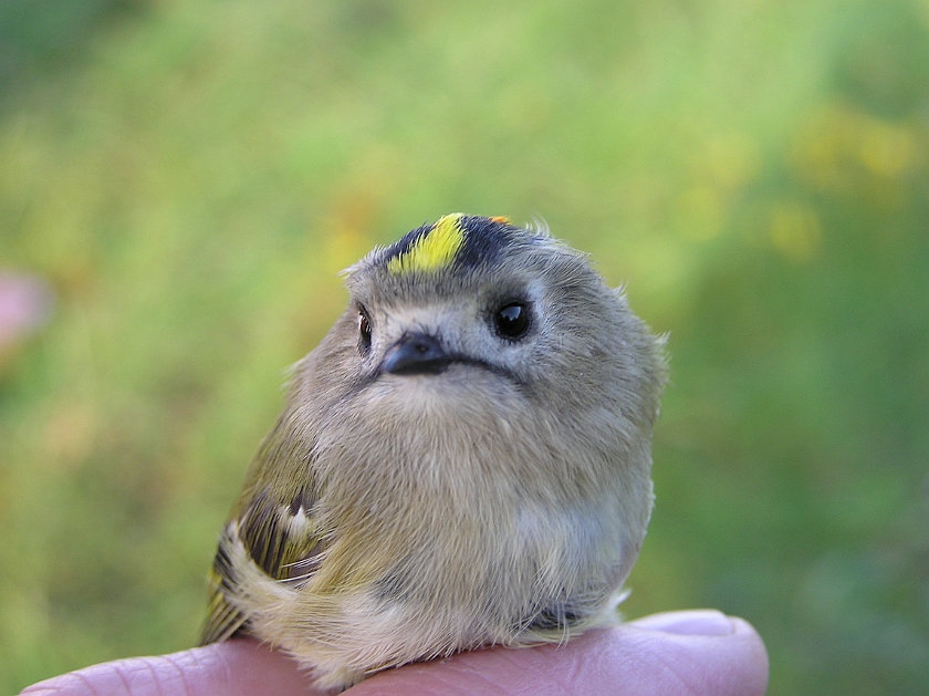 Goldcrest, Sundre 20070914